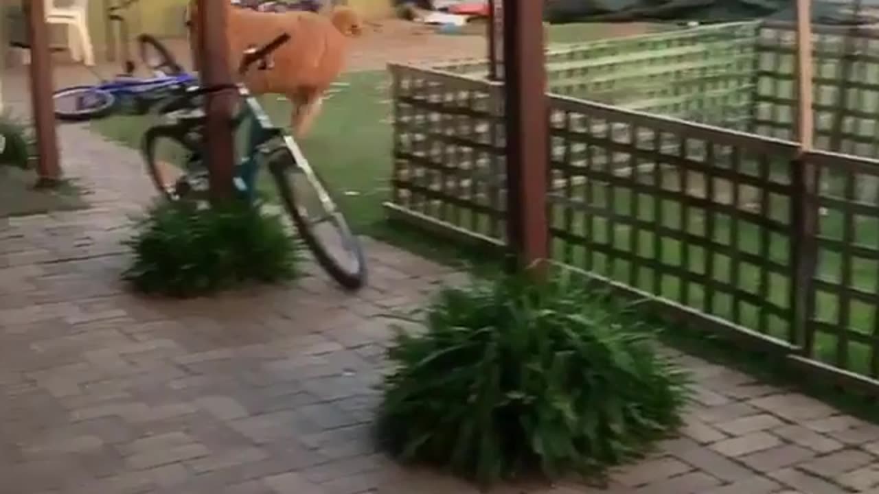 Cute and funny animals