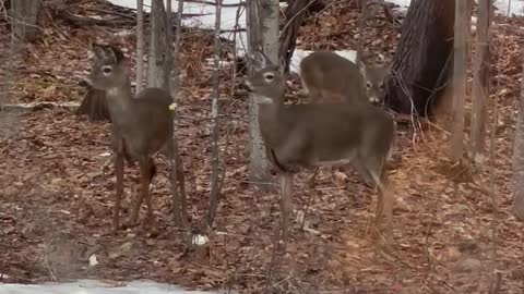 3-Legged Deer in Western Maine Thriving