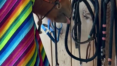 Pony Enjoys the Hairdryer