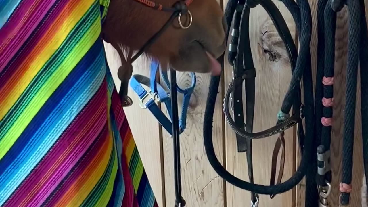 Pony Enjoys the Hairdryer