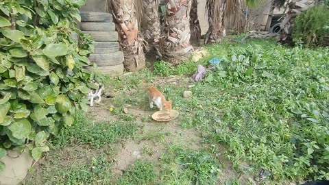 Mama Cat and her baby live next to the highway