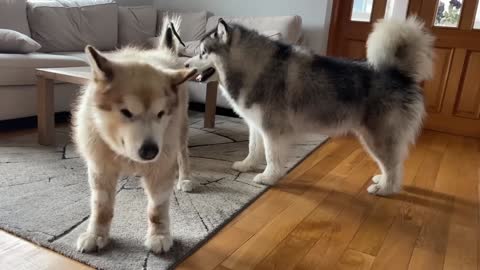 Crazy Dog Fight!! Phil Shows Teddy Who's Boss!!