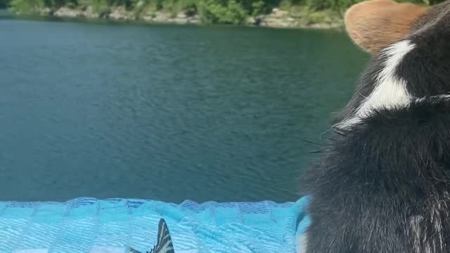 Pup Plays with Butterfly