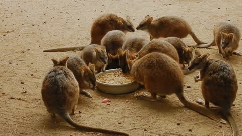 Kangaroo rat funny enjoying with foods