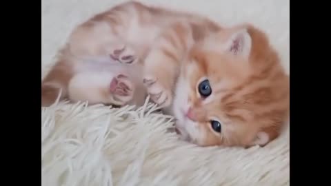 Funny animal comedy 🤣/// video par( 2 ) //