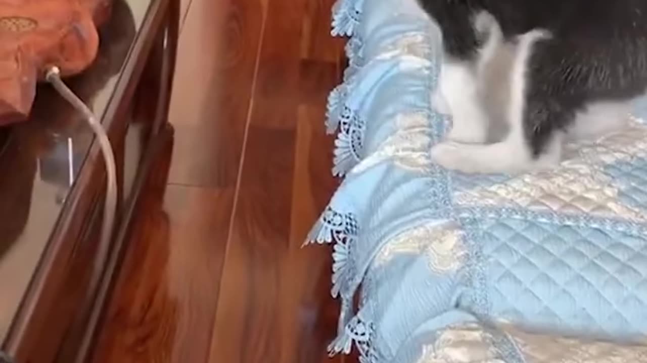 Cute baby cat