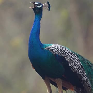 "Unveiling the Mystique: The Art of Waiting for the Smoke Peacock"