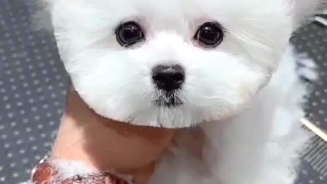 Mini Pomeranian Dog - Funny And Cute Pomeranian Videos #Rumble