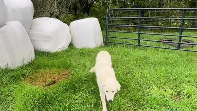 where has toby dog been at?