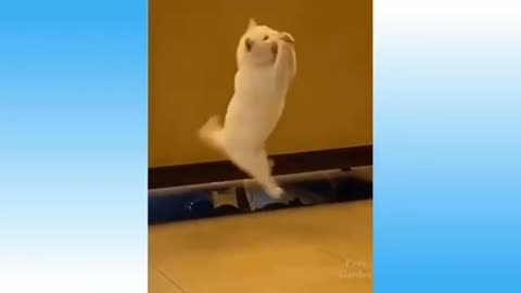 Cat 🐈 playing with boll