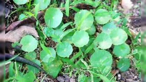 SABES LO QUE HACE LA GOTU KOLA A TU CELEBRO Y A TU SALUD