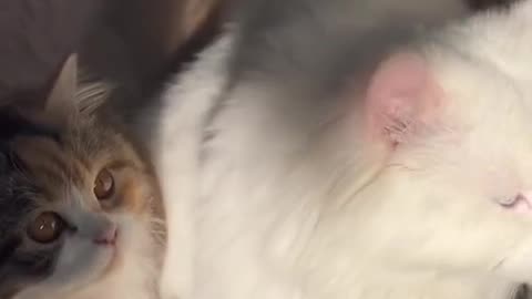 Cats choose us; we don't own them.