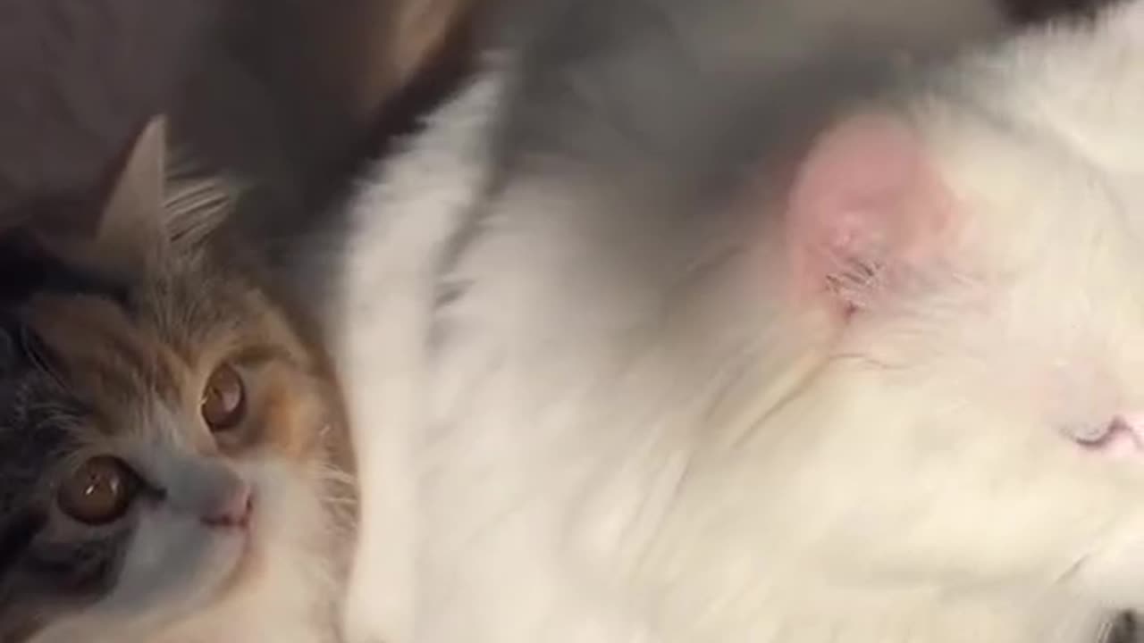 Cats choose us; we don't own them.