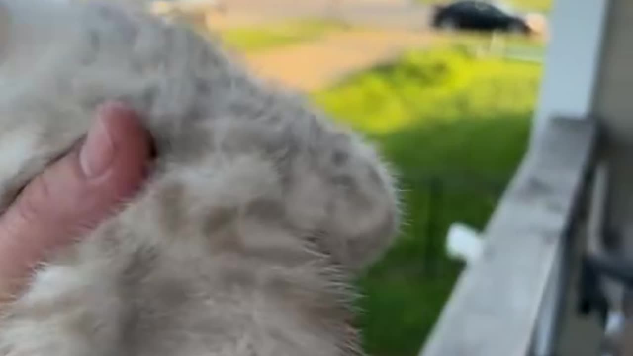 Mama Cat Takes Back Crying Kitten From Toddler