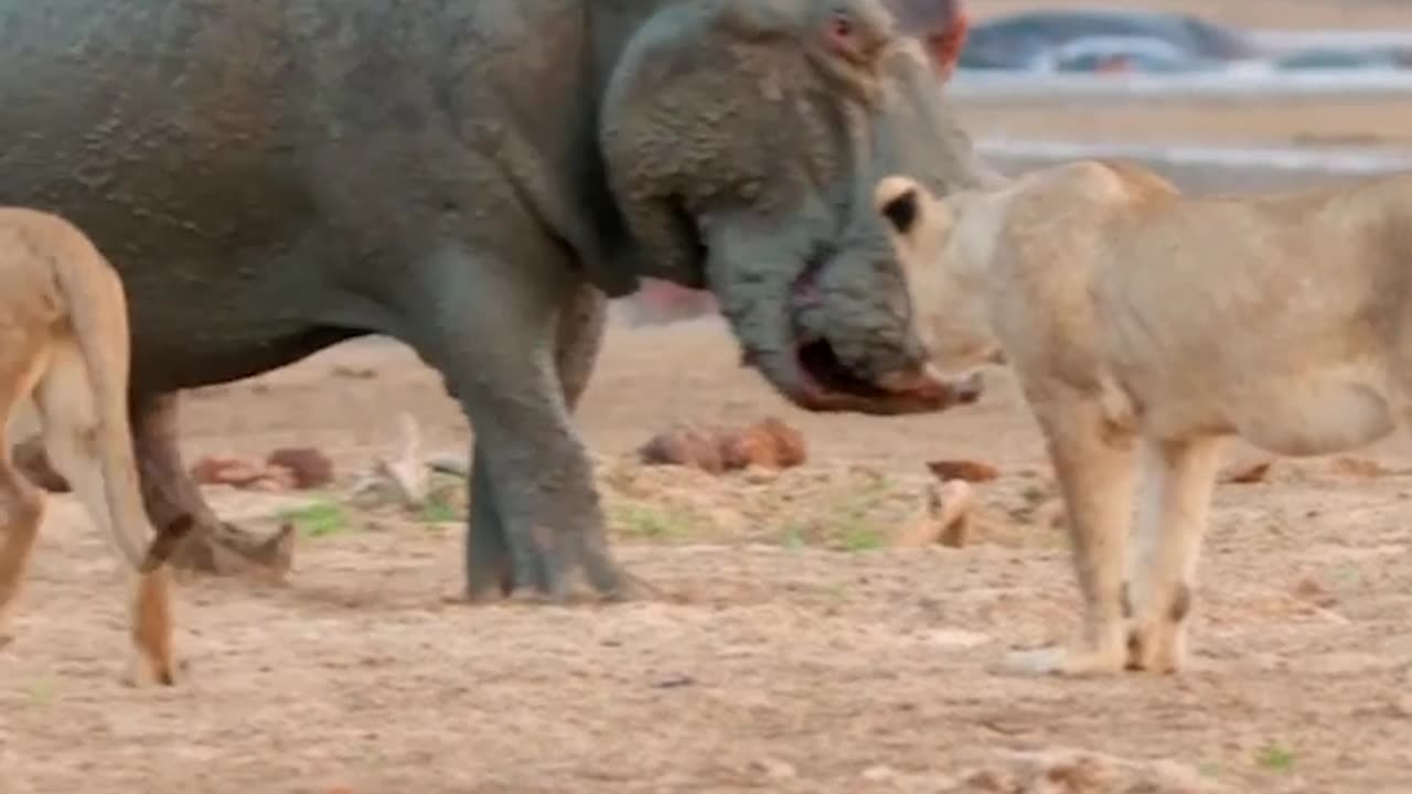 Young Lions are no match for Hippo.. 🐾 Watch the full video