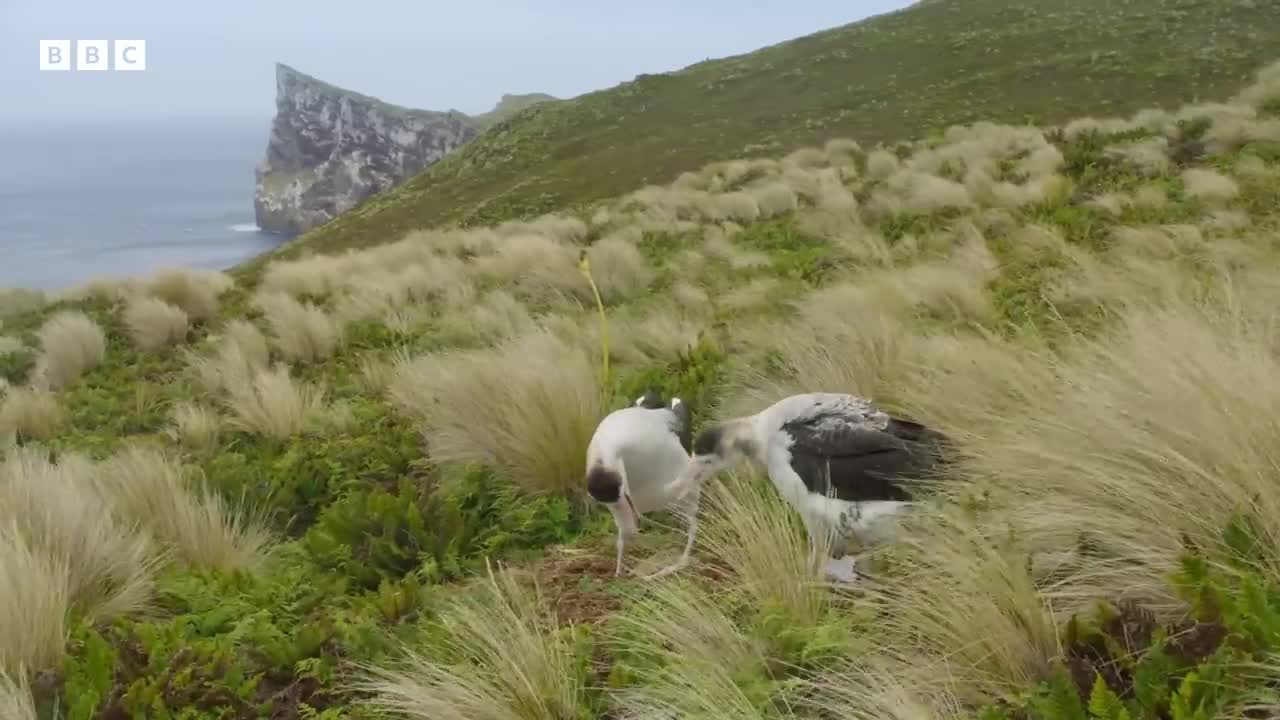 The albatrosses in a same-sex partnership _ Frozen Planet II - BBC