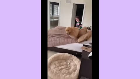 Funny Animals 2024 😺🐶 - New Funniest Cats and Dogs Video Chapter 15