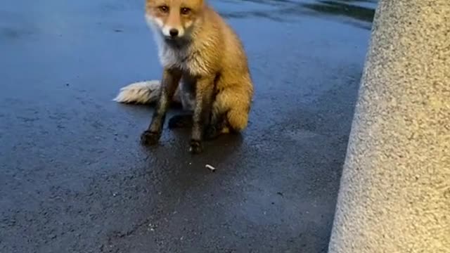 Cute Fox