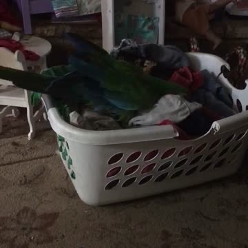 Sam the macaw helps with laundry