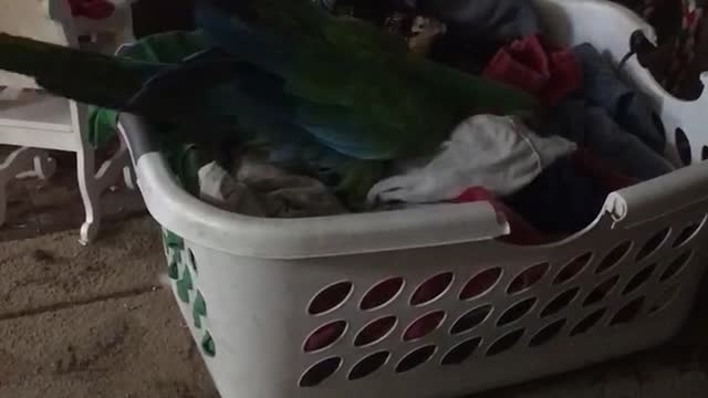 Sam the macaw helps with laundry