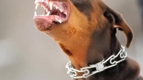 How Dangerous Is It to own A Doberman Pinscher