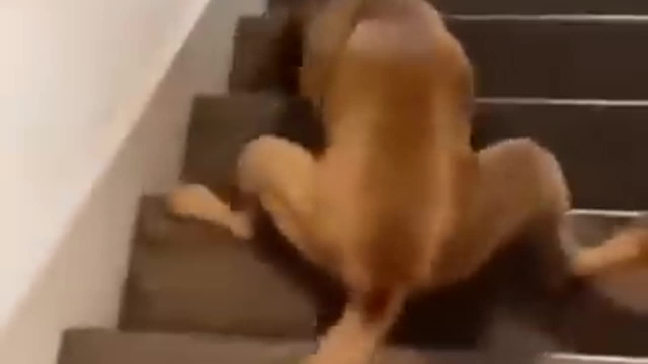 Funny dog