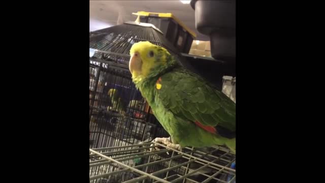 Funny BIRDS & PARROTS Talking and Singing