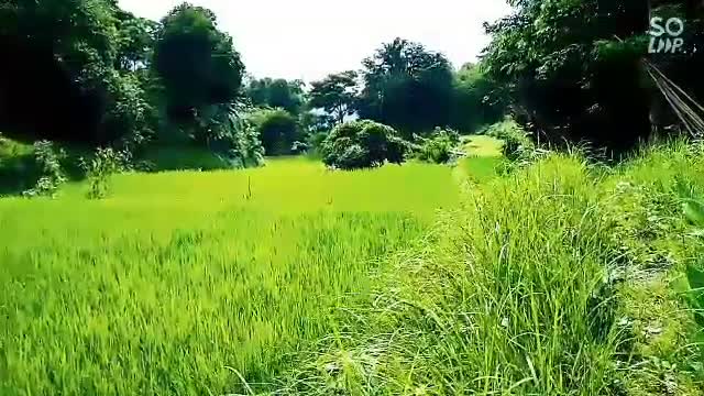 Rice field