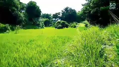 Rice field