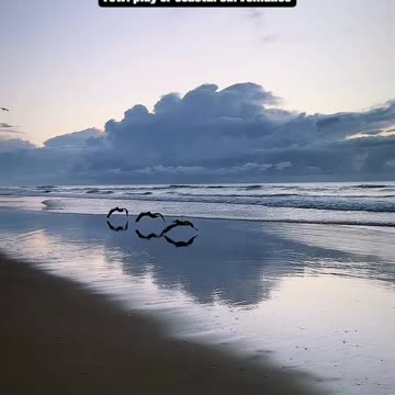 "Feathered Spies: How Birds are aiding in Underwater Surveillance"