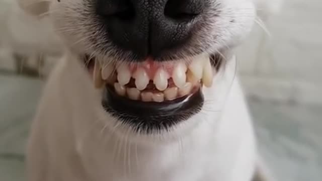 Hilarious and Chubby Cat Reaction Part 7: Smiling dog 😂😂😂