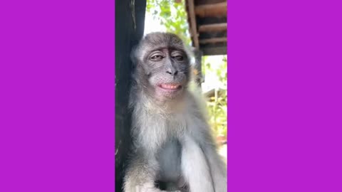 MONKEYS LOVE POWERADE ! 🙉🥤