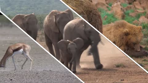 Animals In Forest of Africa