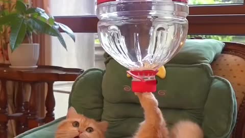 Funny Cat Meowing Compilation - Too Cute to Handle! #animalshotel #shorts