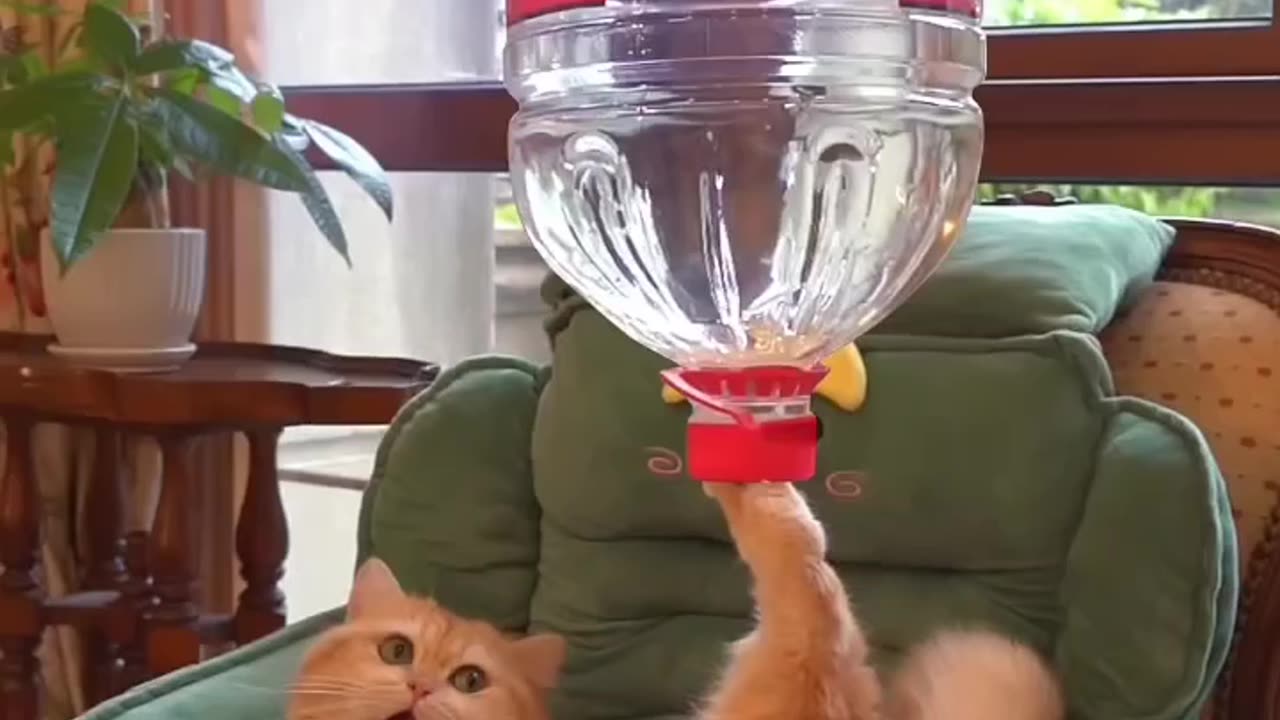 Funny Cat Meowing Compilation - Too Cute to Handle! #animalshotel #shorts
