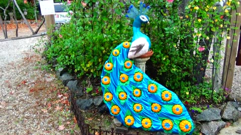 Peacock Pumpkin People