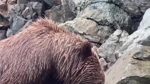 Brown bear climbing coastal rock