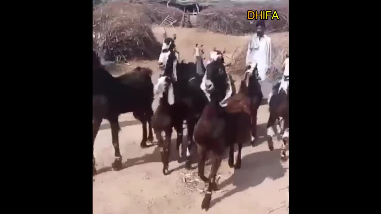 the moment the goat dances to the rhythm of the music