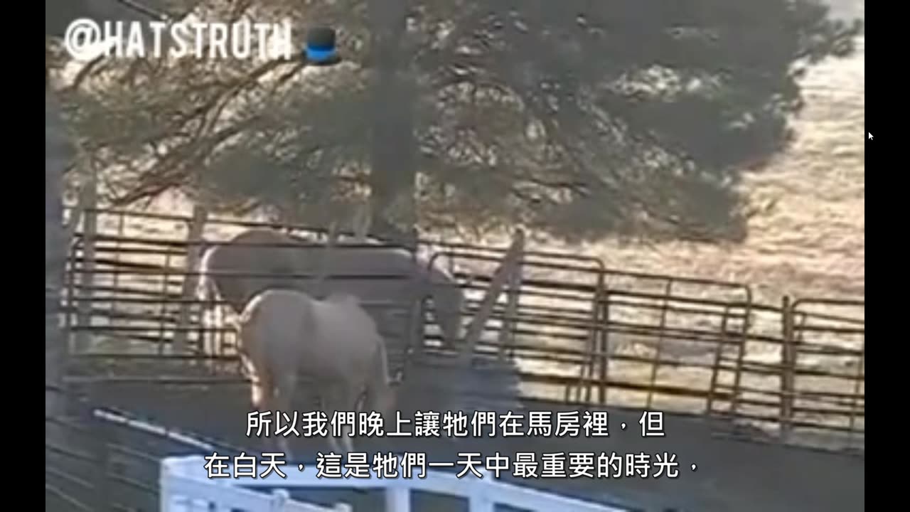 氟中毒的馬