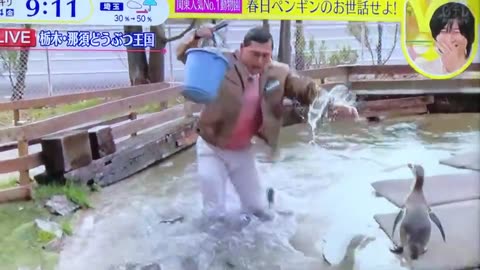 Japanese comedian fell into penguin pool