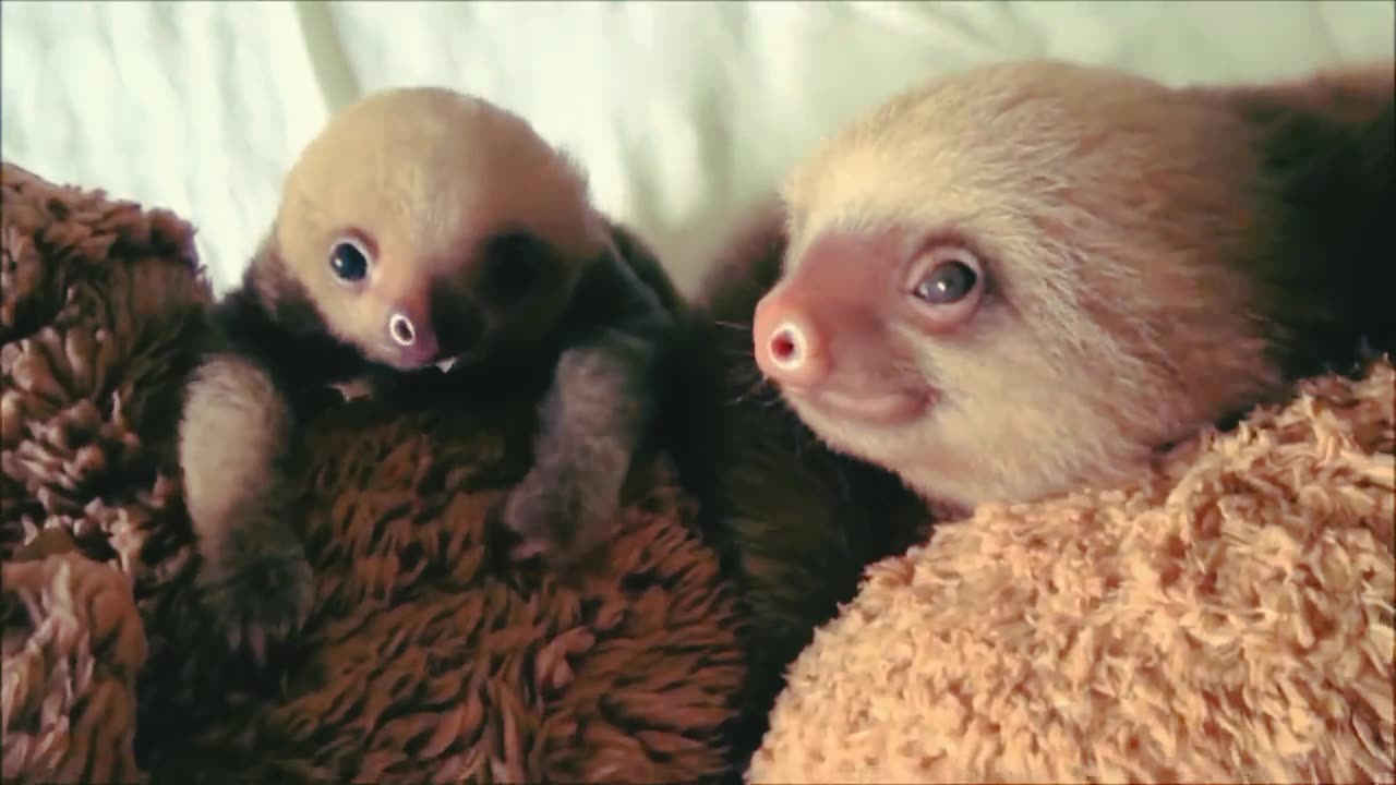 Funny animal vedio|Baby sloths