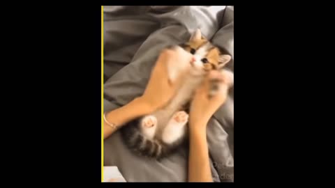 Cute cats Doing such crazy things