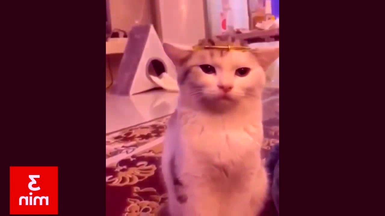 PawsPlanet Funny Animal Videos 2022