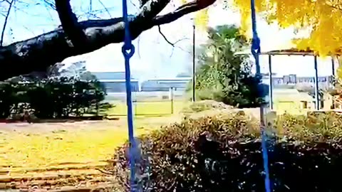 So Cute Cat Playing in the garden .