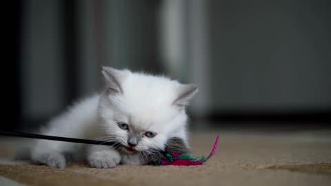 cute kitten playing