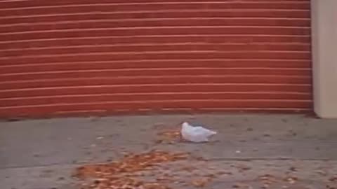 'American Beauty' - Thomas Newman (from the 'plastic bag scene')