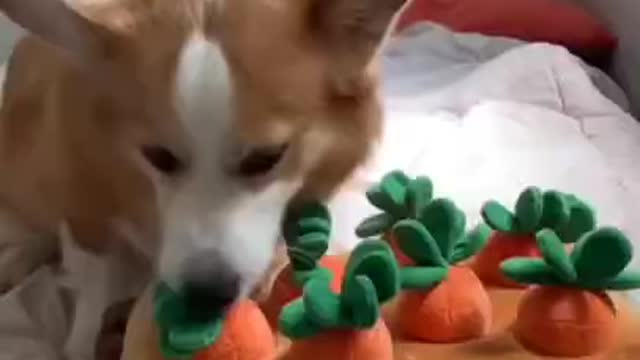 😂 Super Funny & Cute Dog 🐶 Funniest Dogs Compilation 😃
