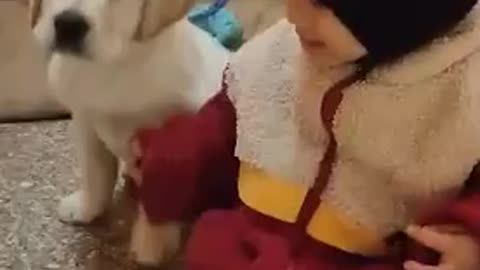 Baby girl playing with cute dogs