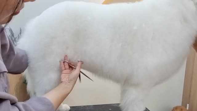 Dog salon in south korea