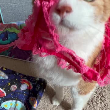 Cat meows while wearing underwear